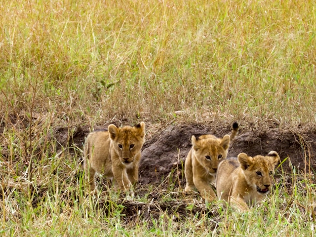 Baby elephants in lush green environment