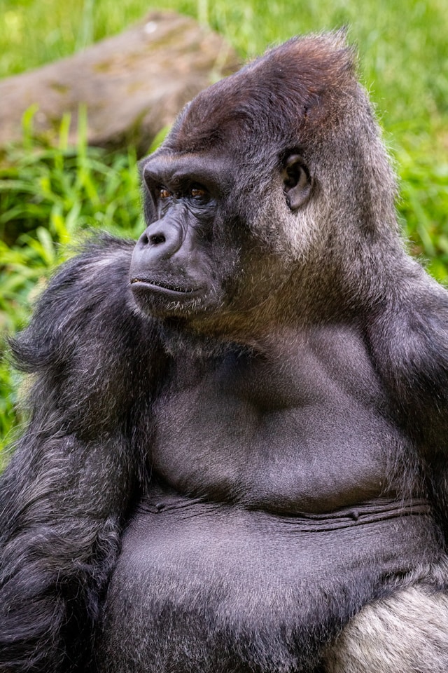Gorillas & Chimpanzees
