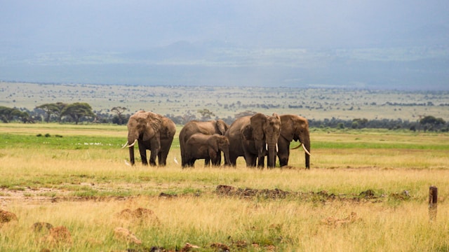 Golden African landscape with acacia trees