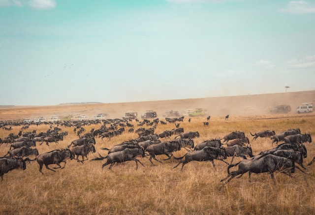Wildebeest migration crossing river